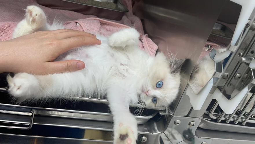 VetMedix Case Sharing丨Zmogljivo veterinarsko lasersko zdravljenje lokaliziranega otekanja kože in odstranjevanja dlak zaradi 441