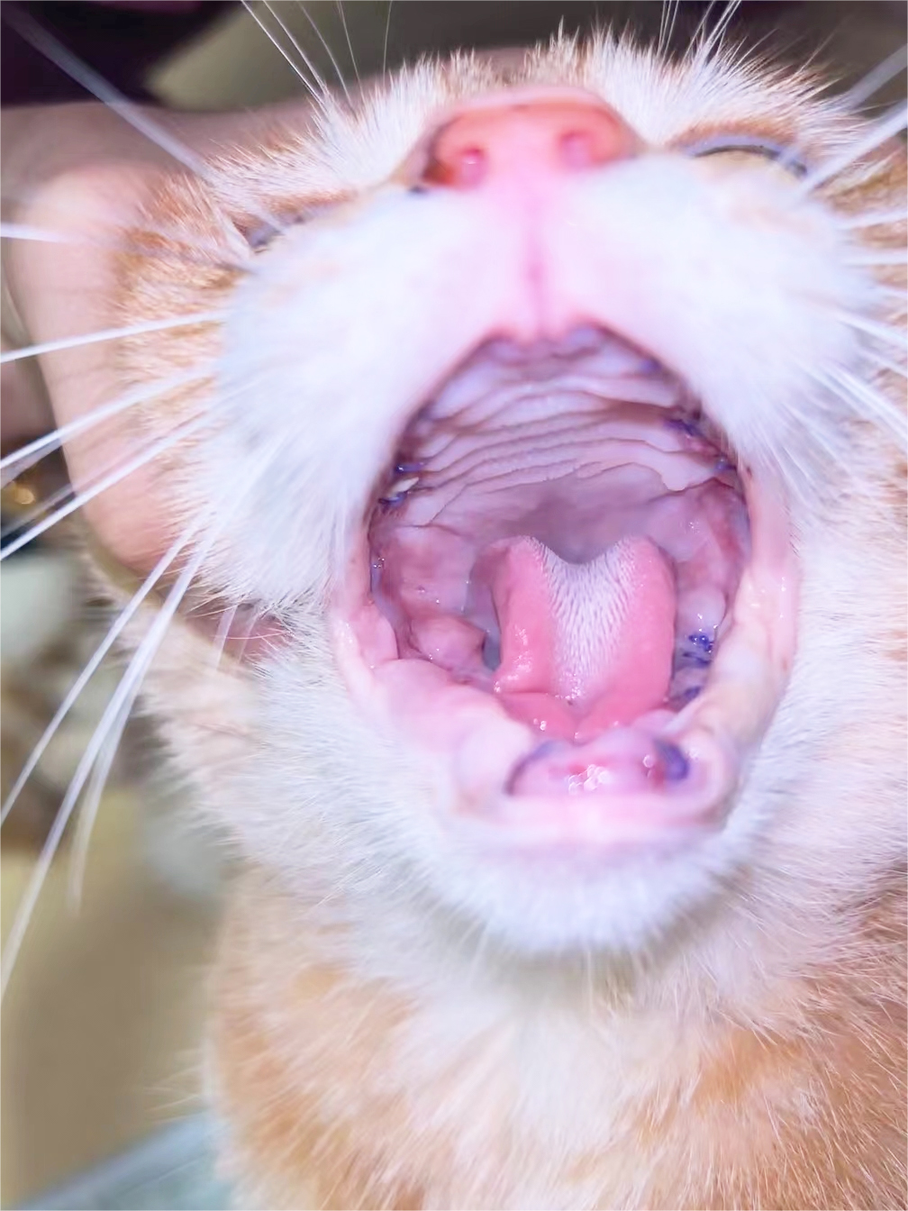 VetMedix Case Sharing丨 Visokozmogljivi laser spodbuja postoperativno celjenje ekstrakcije celotnega ustja zaradi stomatitisa