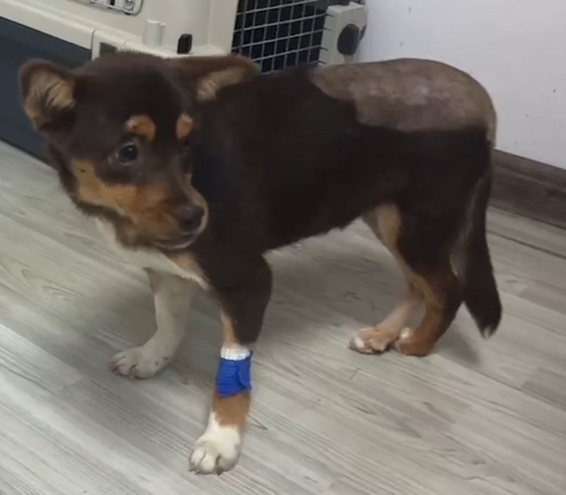 Vetmedix Skupna raba 丨 Lasersko zdravljenje z veliko močjo acetabularnih zlomov fossa in stegnenice
