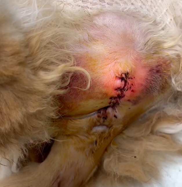 Vetmedix Skupna rana 丨 Laser z visoko močjo zdravi rane po retrostomiji