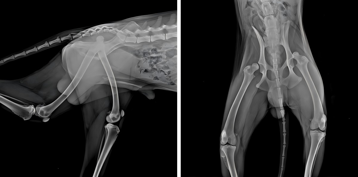 Vetmedix Skupna raba 丨 Laser z visoko močjo izboljšuje pooperativno rehabilitacijo dvostranske dislokacije stegnenice