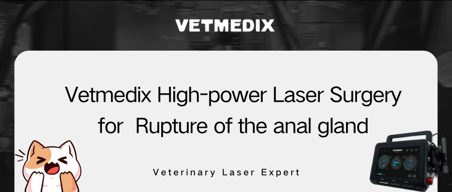 VETMEDIX Case Sharing丨High Power Laser Surgery for Rupture of the Anus Gland