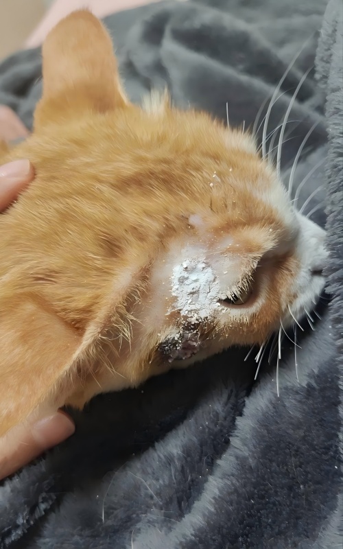 Vetmedix Case Sharing丨 Primer uporabe visokoenergetske laserske terapije pri zdravljenju kožnih razjed