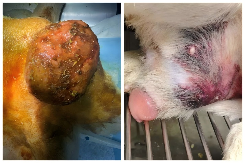 Vetmedix Case Sharing丨Uporaba visokoenergetske laserske terapije pri zdravljenju povečanja prostate