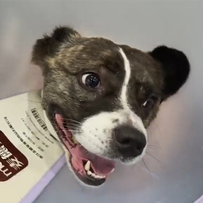 Poročilo o primeru Vetmedix丨Uporaba veterinarske laserske terapije pri zdravljenju akutnega nevritisa pri pacientu s psom