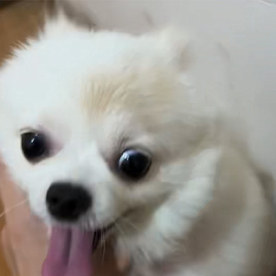 Vetmedix Case Sharing丨Primer uporabe visokoenergetskega laserja pri zdravljenju pasjih lišajev