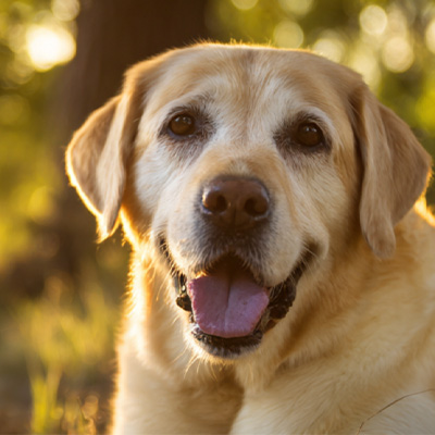 VetMedix Case Sharing丨Primer uporabe visokoenergijske laserske terapije pri zdravljenju pooperativnih perianalnih tumorjev, ki se ne celijo